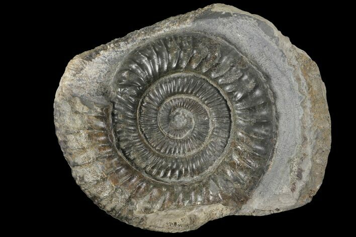Dactylioceras Ammonite Fossil - England #100472